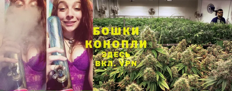 Бошки Шишки White Widow  Бородино 